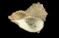 藏品(白皺岩螺)的圖片